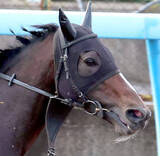 「有馬記念のスティンガーグラスは出馬投票をせず回避へ　馬主のエムズレーシングが公式Ｘで発表」の画像1