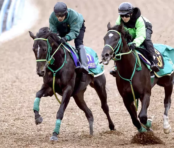 【ホープフルＳ】夏の札幌２歳Ｓ以来となるジーネキングが仕上がり上々で先着　斎藤誠調教師「ひと回り大きくなって」