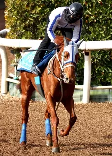 【東京新聞杯】マイルＣＳ３着のウォーターリヒトは６枠１２番　武豊騎手のマジックサンズは２枠４番に　枠順発表