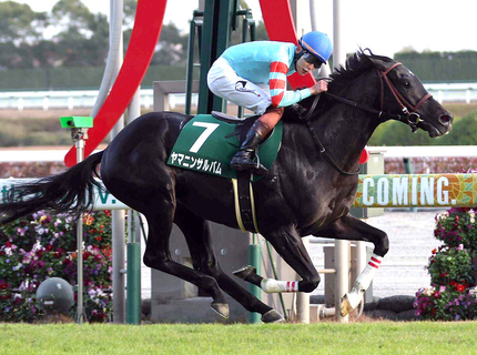 ヤマニンサルバムの競走馬登録を抹消　２４年新潟大賞典など重賞２勝　地方競馬に移籍予定