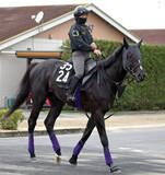 「【青葉賞】ダービーへ負けられない一戦「自分の力で切符をつかんでほしいですね」　陣営も成長感じるブラックオリンピア」の画像1
