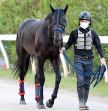 バーレーン国際トロフィーがＧ１昇格　札幌記念の勝ち馬は自動招待　ディアドラなど過去に日本調教馬３頭が参戦