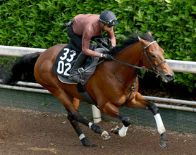 【注目馬動向】ダート３冠最終戦でシルバーレシオの鞍上が横山武史騎手に変更　岩田望来騎手が騎乗停止のため