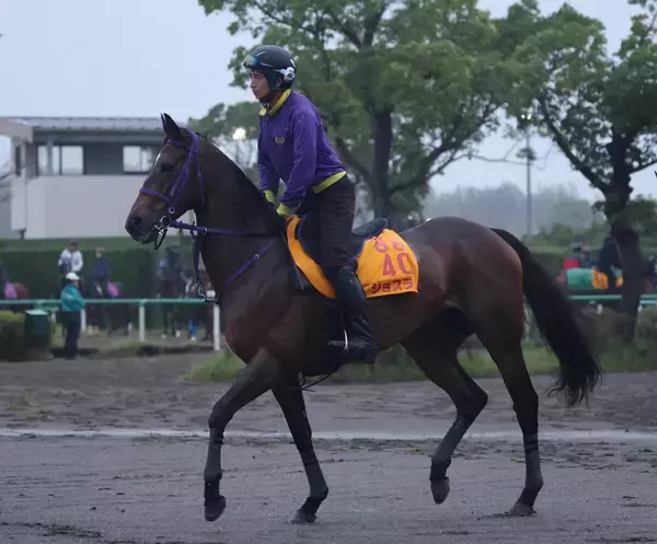 【アイルランドＴ】ジョスランが１ハロン延長で一変　鹿戸調教師「東京は意外と走っているし楽しみ」