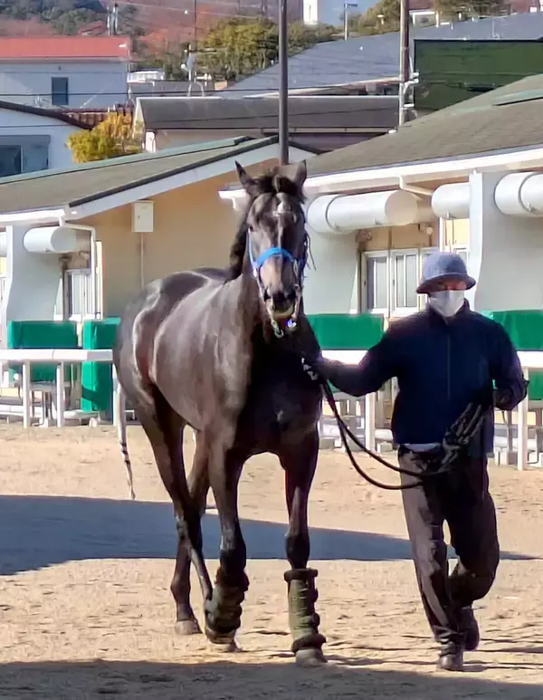 【朝日杯ＦＳ】リアライズシリウスは到着後も落ち着き払った姿　陣営「７～８割まで戻ってきています」