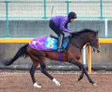 「【ダイヤモンドＳ】転厩初戦もスティンガーグラス動き上々　友道調教師「あとはジョッキーに」とルメール騎手に期待」の画像1