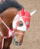 「【羽田盃】「ゲートの駐立がうまくいかず…」坂井瑠星騎手も無念　２番人気のリアライズグリントは４着に後退」の画像1