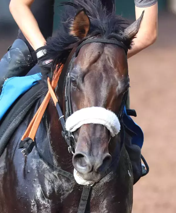 【サマーチャンピオン】トップハンデ５９・５キロが何だ！　マテンロウコマンドが重賞３連勝　松山弘平騎手「Ｇ１でも勝負できる」