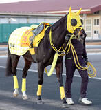 「【ターコイズＳ】ホウオウラスカーズは実績ある中山替わりが魅力　高木調教師「舞台はいい」」の画像1