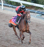 「【フェアリーＳ・イシゴーの特注馬】１戦１勝馬ヴァリスマリネリスに感じる魅力　舞台替わりに中舘調教師「好材料」」の画像1