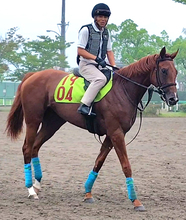 【ＰＯＧ】新種牡馬ストラクター産駒のジャストピーチーは国枝栄厩務員が担当で８・２２札幌デビューへ
