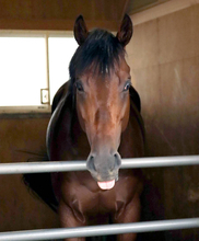 【キーンランドＣ】ロジケープが４連勝で初タイトルへ　ダービー馬の父ロジユニヴァースにもＪＲＡ重賞初Ｖ贈る