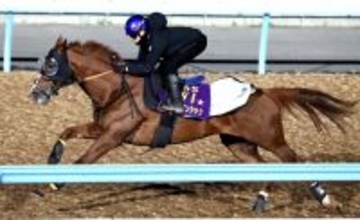 【香港ヴァーズ】アーバンシックは併せ馬ができない香港を見据えた調整　大きく先行した僚馬を一気に抜き去る　