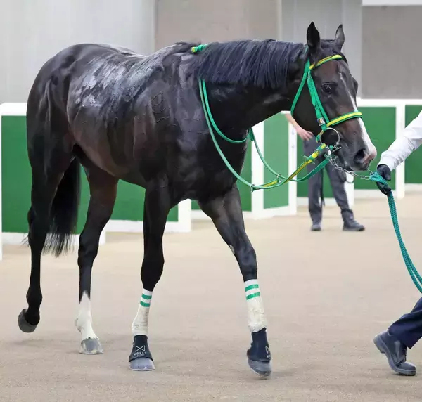 【注目馬動向】ホープフルＳを目指す血統馬オルフセンは岩田望来騎手と新コンビへ