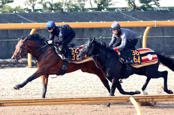【きさらぎ賞】コントレイル産駒重賞初Ｖかかるゴーイントゥスカイは栗東滞在で万全　荻野極騎手「息遣いもよかった」