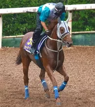 【安田記念】決戦の地に到着したウォーターリヒト　陣営が「河内さんの時からそうだから」というジンクス打破へ