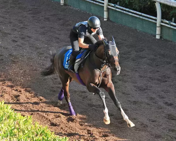 【新潟記念・理貴の特注馬】３年５か月ぶりの２０００メートルでジュンブロッサムが変わる　友道調教師「今なら…」