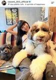 「Ｃｏｃｏｍｉ「わんずたち。びび、左さん～」愛犬とのラブラブショット披露　多くの「いいね！」殺到」の画像1