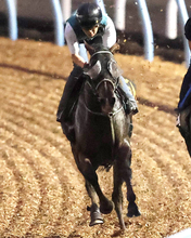 【神戸新聞杯】前走で古馬撃破ゴーラッキー順調　黒岩調教師「ここを勝って色々と考えられるようにしたい」