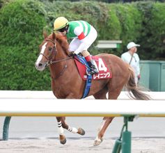 【毎日王冠】ルメール騎手「重賞レベルだと思います」６番人気レイニングは重賞初挑戦で最速上がりも４着