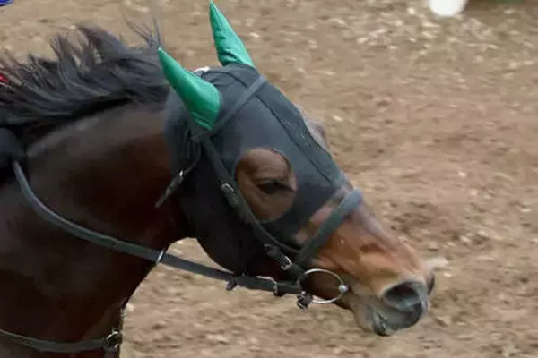 元ＪＲＡ所属馬が地方デビュー戦で大敗「以前の脚がもうない」「普通に飛んでた」とネット騒然　Ｊｐｎ２勝馬のチカッパ