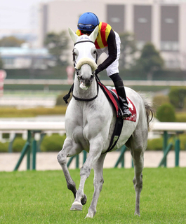 【阪神大賞典】アクアヴァーナルは惜しくも２着　牝馬初制覇はならず　坂井瑠星騎手「頑張ってくれたと思います」