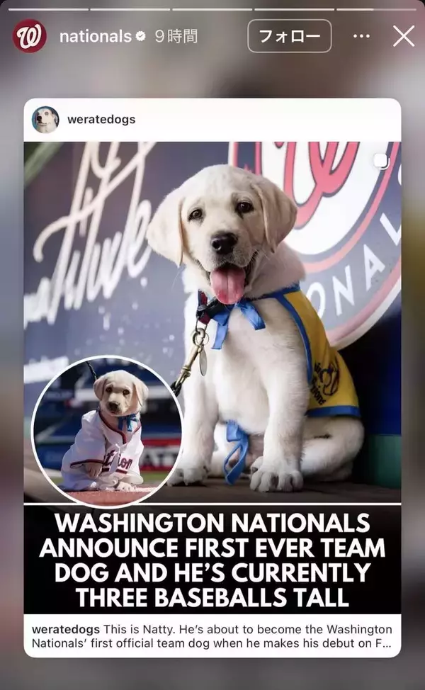 デコピンのライバル！？　ナショナルズに超異例の公式チーム犬！その名も「Ｎａｔｔｙ」　１６日の本拠地でのオリオールズ戦でデビュー予定