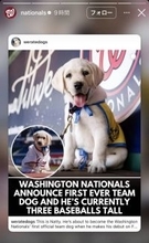 デコピンのライバル！？　ナショナルズに超異例の公式チーム犬！その名も「Ｎａｔｔｙ」　１６日の本拠地でのオリオールズ戦でデビュー予定