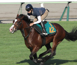 【ＰＯＧ】ゴドルフィンの大物候補コックニーが２１日デビュー　横山武史騎手「特に癖もなく馬っぷりもいいです」