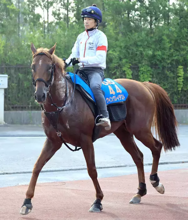 【アイビスＳＤ】最内枠＆９歳馬ウイングレイテストは３年連続挑戦も７着　松岡正海騎手「内枠のわりには…」負のデータ覆せず　