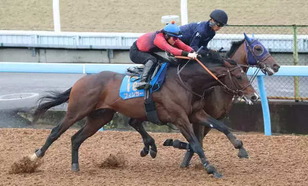 【ジャパンダートクラシック】海外惨敗から反撃狙う２冠馬フィンガー、併走遅れにも田中博調教師「この馬らしい動き」