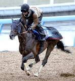 「【中山記念・特選有力馬チェック】レーベンスティールは買うべき？　前走はマイル戦で１２着」の画像1