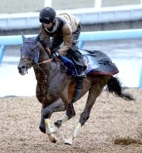 【中山記念・特選有力馬チェック】レーベンスティールは買うべき？　前走はマイル戦で１２着