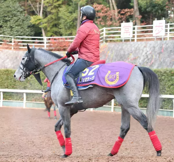 【青葉賞】芦毛のノチェセラーダがダービーの権利を取る！　杉山佳調教師「持久力を生かせる展開になれば」