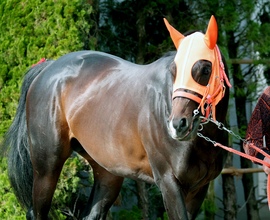 【ＮＨＫマイルＣ】ジャンタルマンタルが１９年Ｖ馬とそっくりローテで３歳マイル王目指す