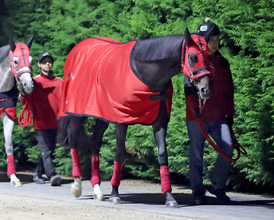 【注目馬動向】福島記念２着のエコロヴァルツは中山記念での復帰を視野　ハッピーマンはギャラクシーＳで連勝狙う