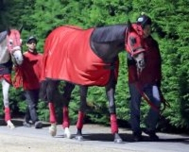 【注目馬動向】福島記念２着のエコロヴァルツは中山記念での復帰を視野　ハッピーマンはギャラクシーＳで連勝狙う