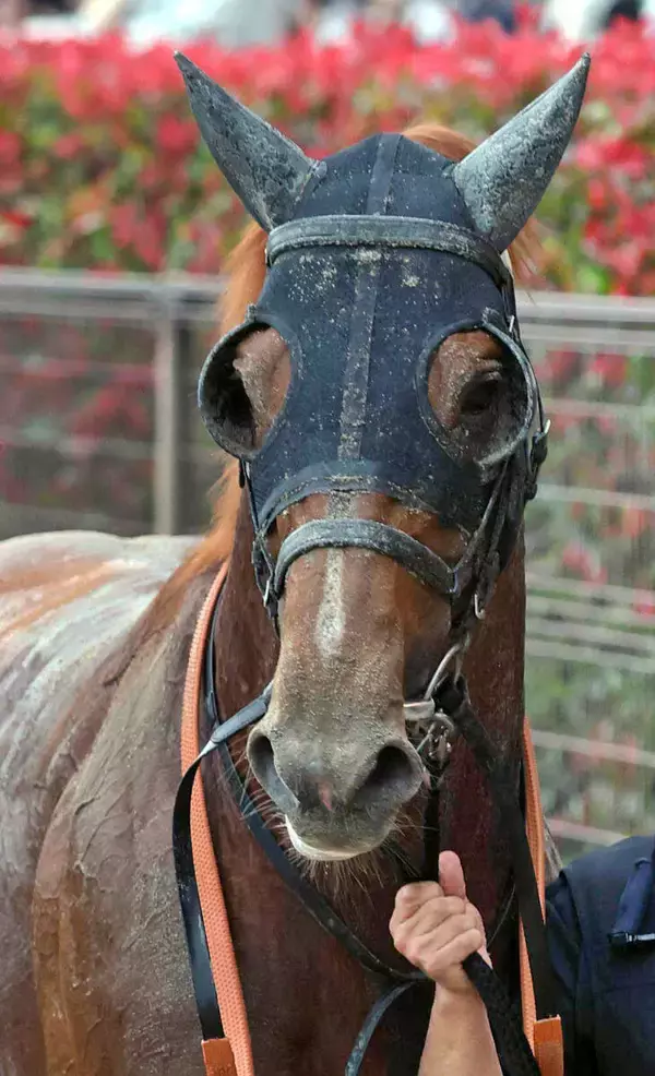【名古屋大賞典】通算５勝の川田将雅騎手が騎乗カズタンジャーは７番　９戦８勝の兵庫所属馬オケマルは８番　枠順確定