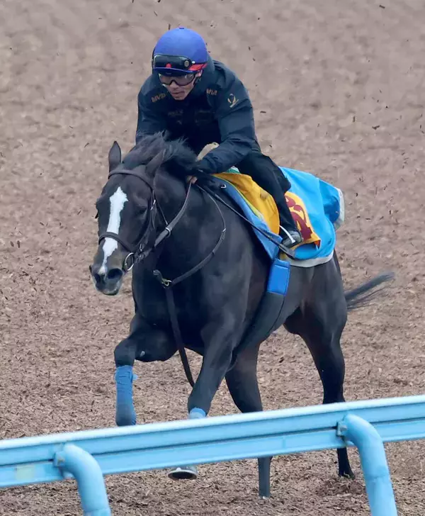 【中山金杯】軽快な動きでアンゴラブラックが引き続き好気配　尾関調教師「すごい良かったです」