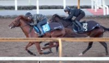 【京都金杯】ビップデイジーとリラボニートが回避　ガイアメンテが繰り上がり