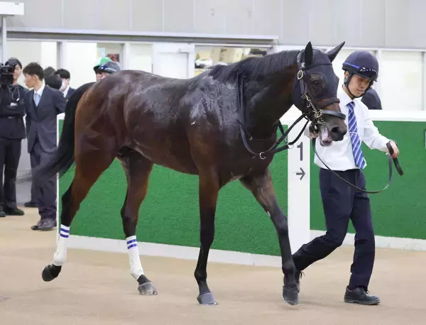 【京成杯・１週前】２連勝中のアッカンが順調な仕上がりアピール　奥村武調教師「なかなかセンスがいい」