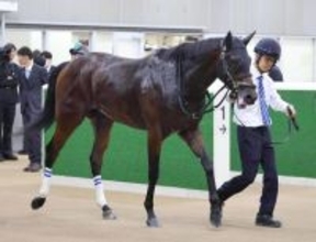 【京成杯・１週前】２連勝中のアッカンが順調な仕上がりアピール　奥村武調教師「なかなかセンスがいい」