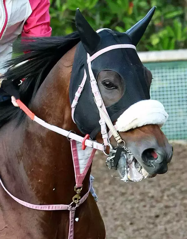 【注目馬動向】不滅の記録に挑むシャマルが栗東に帰厩　かきつばた記念から４連覇がかかる黒船賞へ