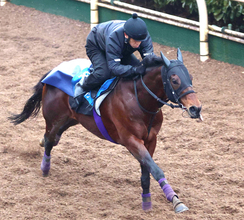 【京都記念】前年覇者の８歳馬ヨーホーレイクは安定感のある走り　友道調教師「Ｇ２ならまだまだやれる」