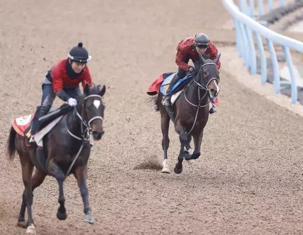 【ダイヤモンドＳ・１週前】長距離で飛躍狙うマイネルカンパーナ　青木調教師「トップスピードを維持する力で勝負」