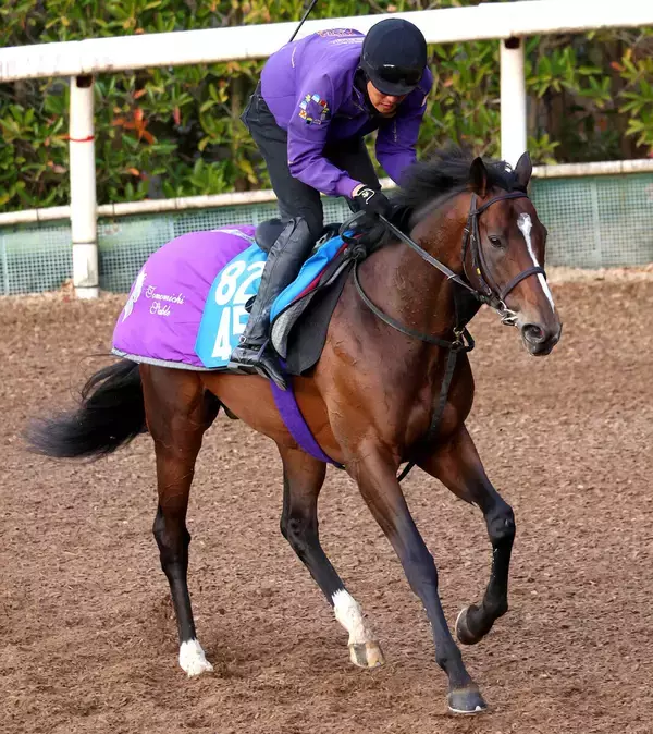 【ダイヤモンドＳ】転厩初戦のスティンガーグラスは７枠１３番　ホーエリートは隣の１２番　枠番確定