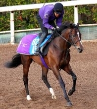 【ダイヤモンドＳ】転厩初戦のスティンガーグラスは７枠１３番　ホーエリートは隣の１２番　枠番確定