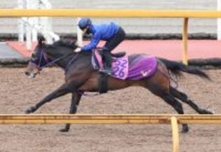 【報知杯ＦＲ】得意距離で桜切符つかむ！関東馬サンアントワーヌが滞在中の栗東で好調教　荻野極騎手「具合の良さ...」