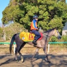 【桜花賞・１週前】ロンギングセリーヌが坂路で小気味いいフットワーク　竹内調教師「落ち着いていますし…」