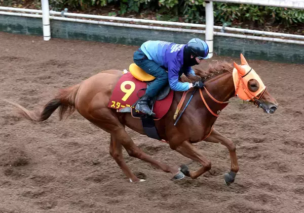 【桜花賞】ソダシ＆リバティアイランドと同じ阪神ＪＦ勝利から直行　スターアニス桜の冠へ死角なし